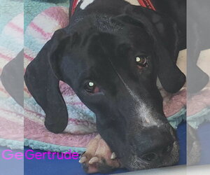 Gertrude - Female Great Dane Dog for Adoption - Photo #2
