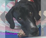 Small #1 Great Dane