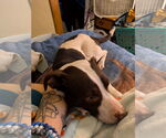 Small #3 Mutt