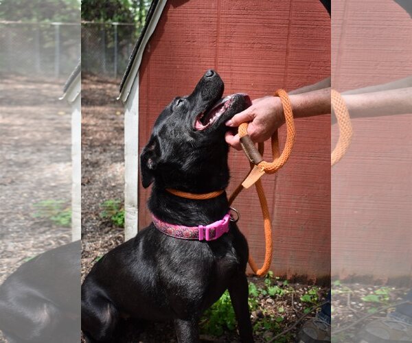 Medium Photo #9 Mutt Puppy For Sale in Rockaway, NJ, USA