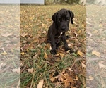 Small Photo #1 Great Dane Puppy For Sale in GARRETT, IN, USA