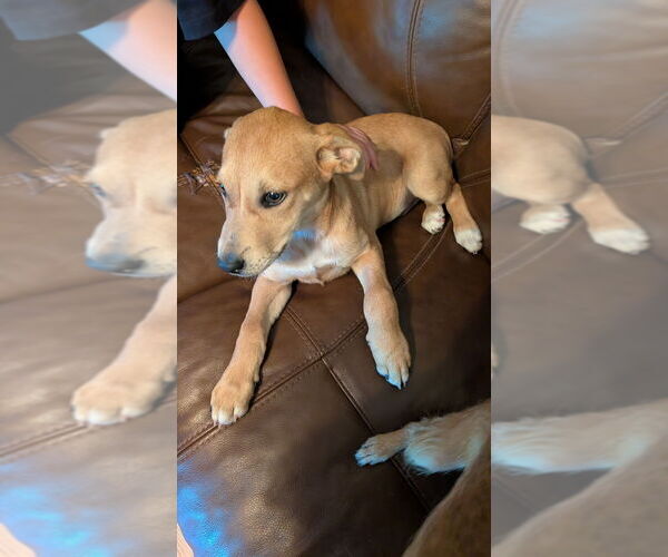Medium Photo #4 Labrador Retriever-Unknown Mix Puppy For Sale in Mooresville, NC, USA