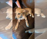 Small #3 Labrador Retriever Mix