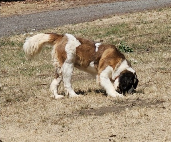 Medium Photo #24 Saint Berdoodle Puppy For Sale in BRUSH PRAIRIE, WA, USA
