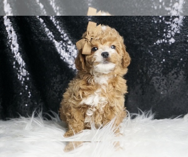 Medium Photo #3 Poodle (Toy) Puppy For Sale in WARSAW, IN, USA