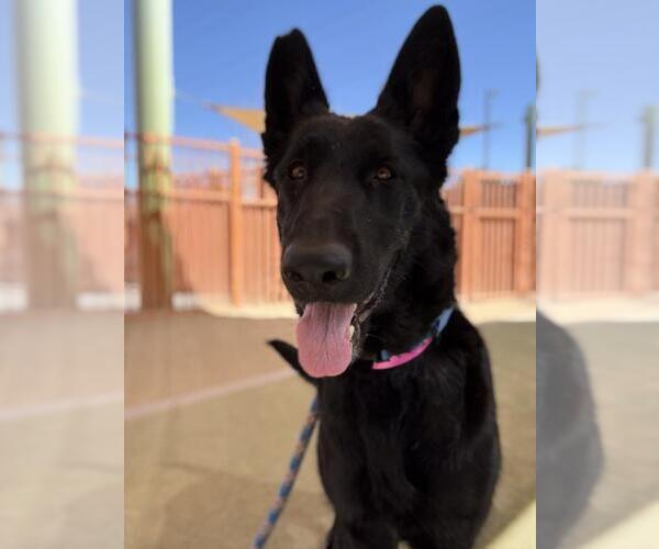 Medium Photo #1 German Shepherd Dog-Unknown Mix Puppy For Sale in Las Vegas, NV, USA