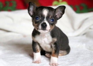 Chihuahua Puppy for sale in MOUNT JOY, PA, USA