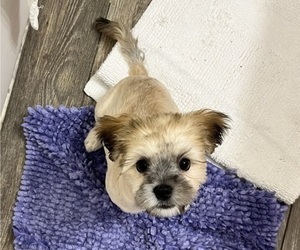 Mal-Shi Puppy for sale in DEER PARK, TX, USA