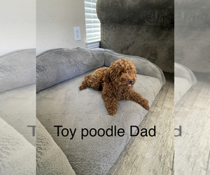 Father of the Poodle (Toy) puppies born on 11/07/2022
