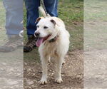 Small #1 Border Terrier Mix