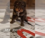 Puppy 3 Aussiedoodle-Miniature Bernedoodle Mix