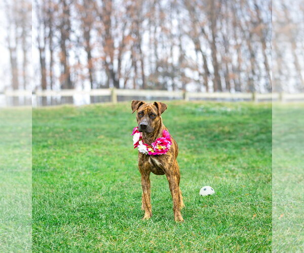 Medium Photo #9 Mountain Cur-Unknown Mix Puppy For Sale in Unionville, PA, USA