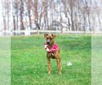 Small #8 Mountain Cur Mix