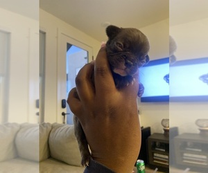 French Bulldog Puppy for sale in SACRAMENTO, CA, USA
