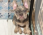 Puppy Ollie French Bulldog