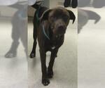 Small Labrador Retriever