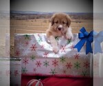 Small Photo #37 Bordoodle Puppy For Sale in OLATHE, CO, USA
