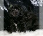 Small Photo #137 YorkiePoo Puppy For Sale in WARSAW, IN, USA