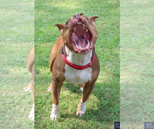 Medium Photo #8 American Pit Bull Terrier-American Staffordshire Terrier Mix Puppy For Sale in Lockport, NY, USA