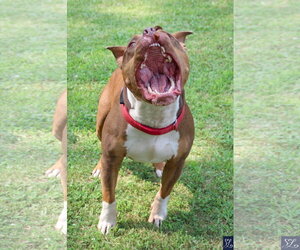 Rubble - Male American Pit Bull Terrier-American Staffordshire Terrier Mix Dog for Adoption - Photo #8