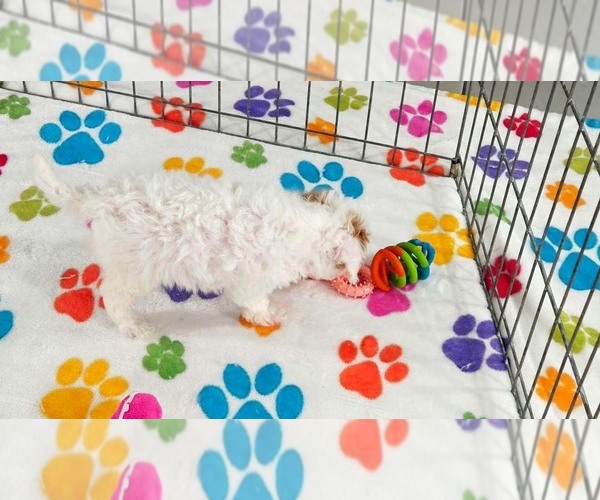 Medium Photo #6 Cavapoo (Miniature)-Poodle (Toy) Mix Puppy For Sale in ORO VALLEY, AZ, USA