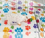 Small #5 Cavapoo (Miniature)-Poodle (Toy) Mix