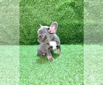 Small Photo #74 French Bulldog Puppy For Sale in JACKSONVILLE, FL, USA