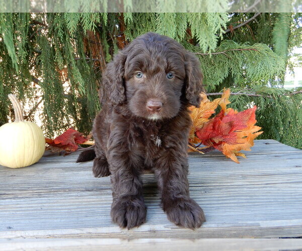 Medium Photo #3 Labradoodle Puppy For Sale in MILLERSBURG, OH, USA