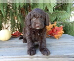 Small #2 Labradoodle