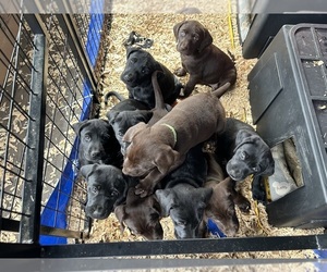 German Shorthaired Lab Litter for sale in TACOMA, WA, USA