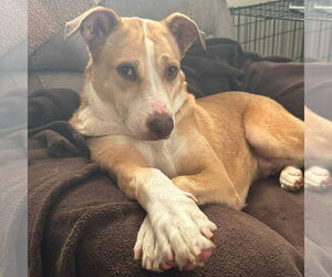 Labrador Retriever-Unknown Mix Dogs for adoption in Bristol, CT, USA