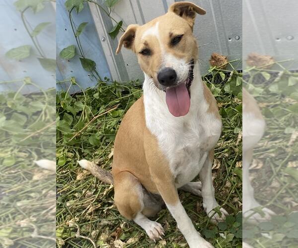 Medium Photo #9 Jack Russell Terrier-Rhodesian Ridgeback Mix Puppy For Sale in Virginia Beach, VA, USA