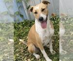 Small #8 Jack Russell Terrier-Rhodesian Ridgeback Mix