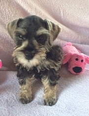 Schnauzer (Miniature) Puppy for sale in HUTTO, TX, USA