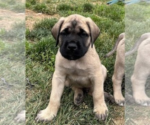 Mastiff Puppy for sale in POUGHKEEPSIE, NY, USA