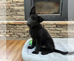 Small Photo #25 German Shepherd Dog Puppy For Sale in LENOIR, NC, USA
