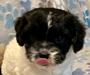 Cavapoo (Miniature) Puppy for Sale in LIBERTY, Mississippi USA
