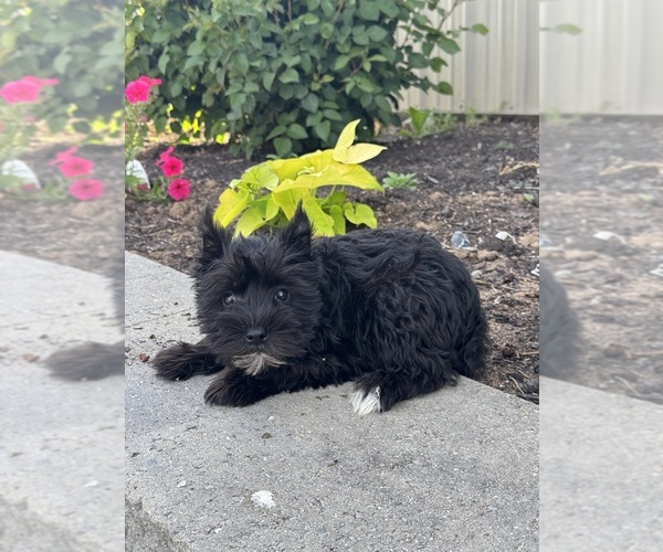 Medium Photo #5 Schnauzer (Miniature) Puppy For Sale in CANOGA, NY, USA