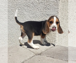 Beagle Puppy for sale in LOS ANGELES, CA, USA