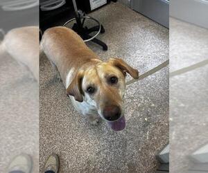 Labrador Retriever Dogs for adoption in Pueblo, CO, USA
