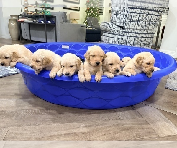 Medium Photo #1 Golden Retriever Puppy For Sale in PHOENIX, AZ, USA