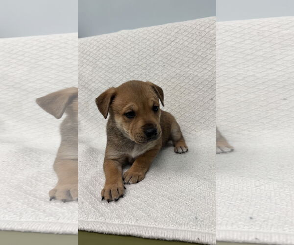 Medium Photo #3 Toy Rat Doxie Puppy For Sale in Holly Springs, NC, USA