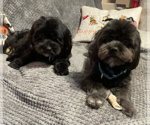 Shih Tzu-Unknown Mix Dogs for adoption in Valrico, FL, USA