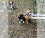 Puppy Puppy 1 ginger Shih-Poo