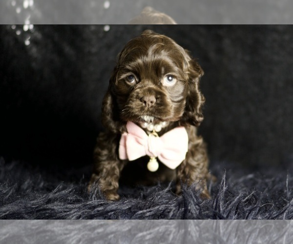 Medium Photo #62 Cocker Spaniel Puppy For Sale in WARSAW, IN, USA
