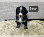 Puppy Peach Bernese Mountain Dog