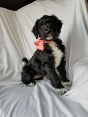 Aussiedoodle Puppy for sale in MONTROSE, CO, USA