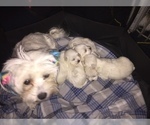 Small Photo #42 Maltese Puppy For Sale in BRKN ARW, OK, USA