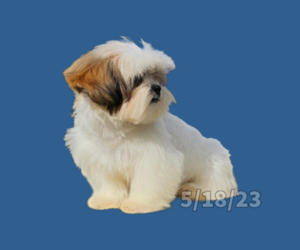 Shih Tzu Puppy for Sale in SAN DIEGO, California USA