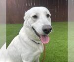 Small Labrador Retriever Mix